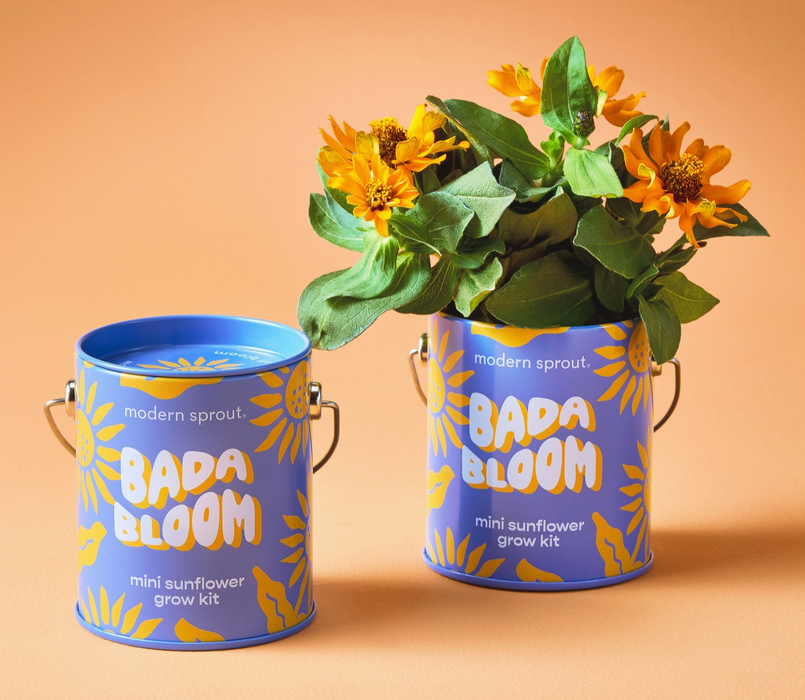 Holiday Complimentary Colors Grow Kits