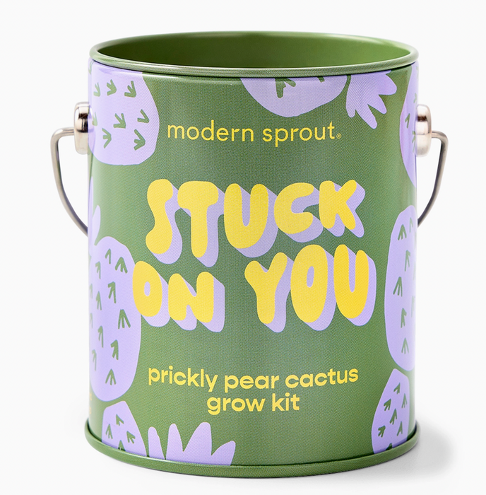 Holiday Complimentary Colors Grow Kits